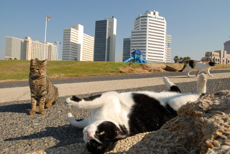 20 Les chats Tel Aviv Israel