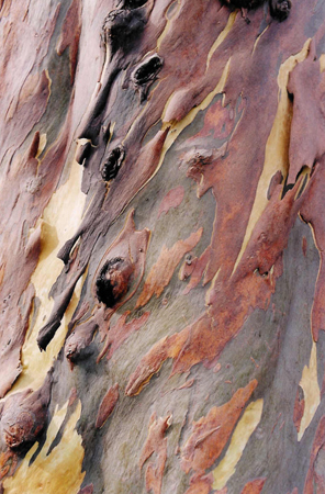 26 Arbre au jardin botanique Dublin